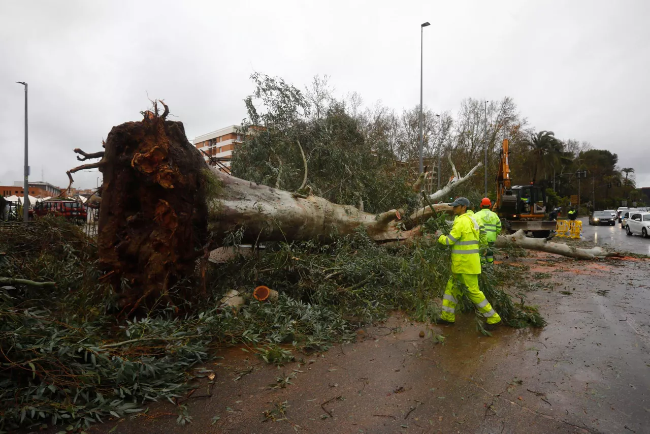 arbol-caido-cordoba-efe