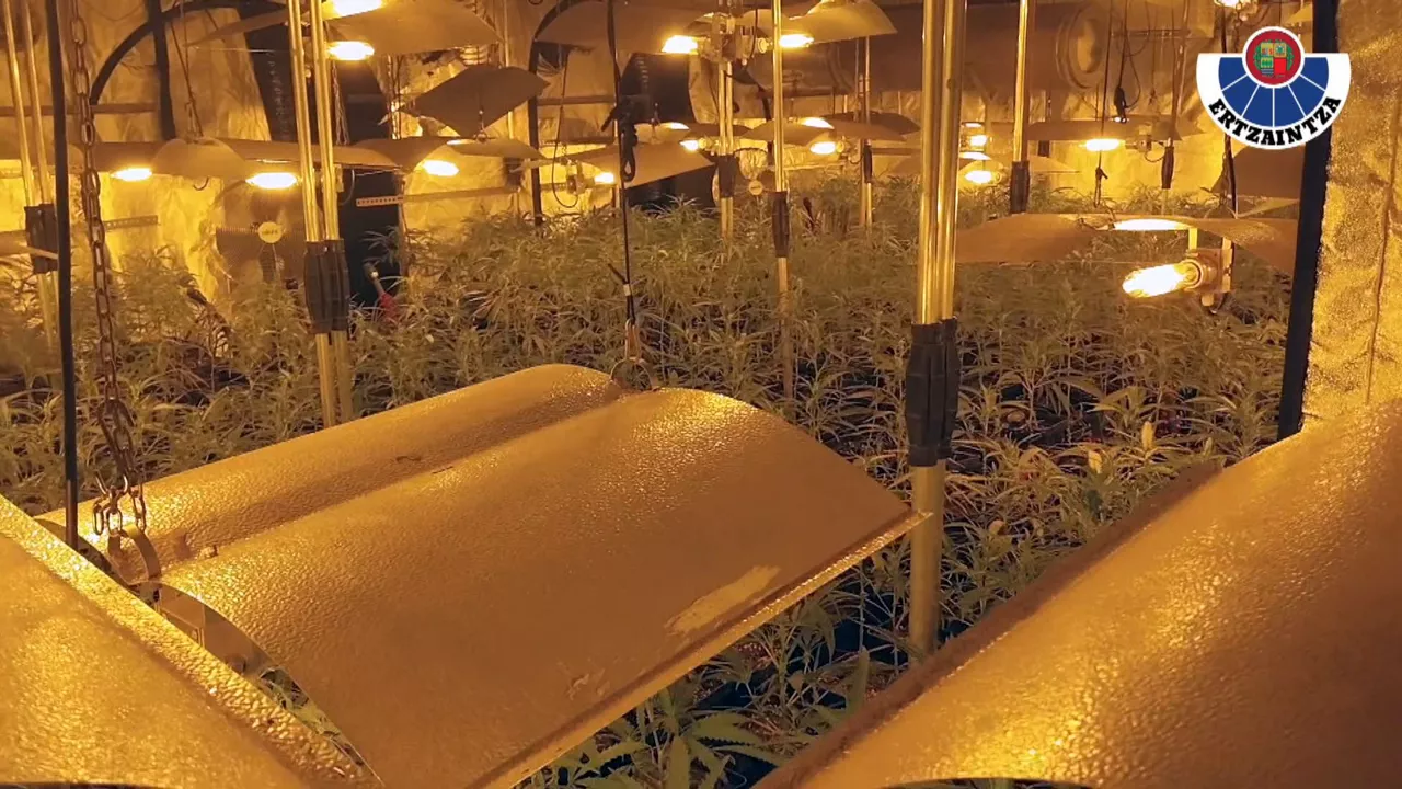 20240316111643_marihuana_