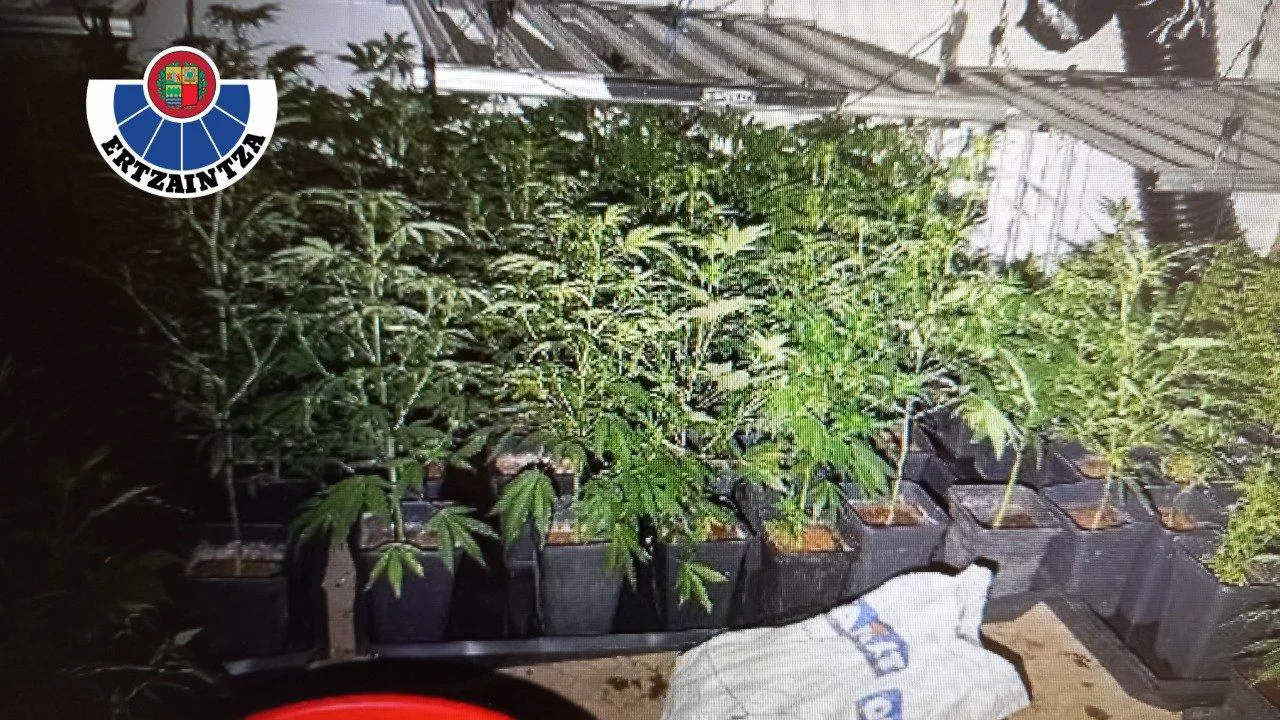 marihuana bilbo atxiloketak