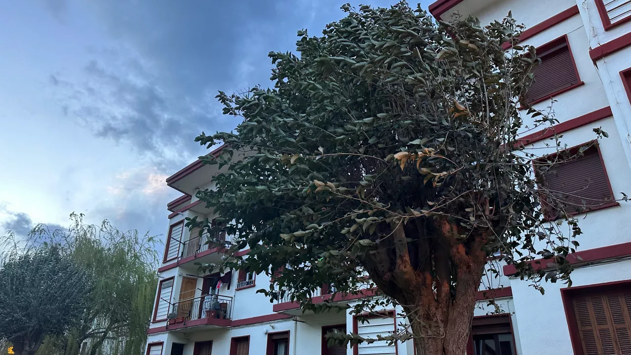 HAIZEA VIENTO LEGAZPI Aitor Agirrezabal Alustiza