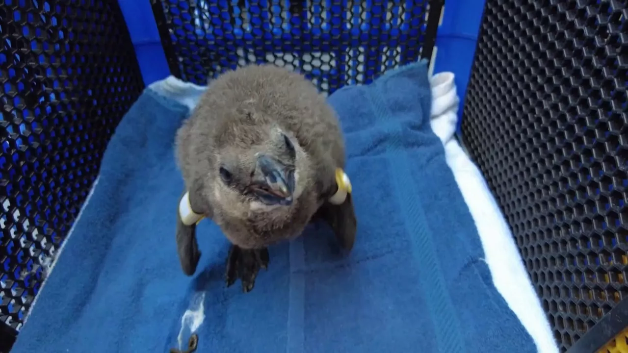 20240329131947_pinguino-africano_