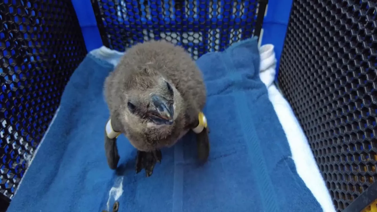 20240329132629_pinguinoa_