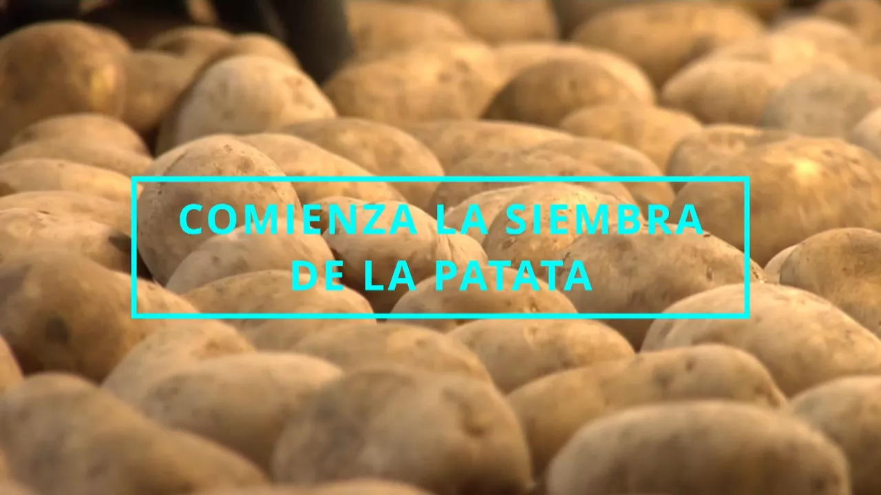 20240416142836_patata_