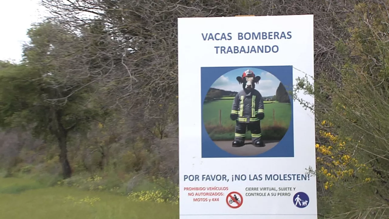20240505201757_vacas-bomberas_