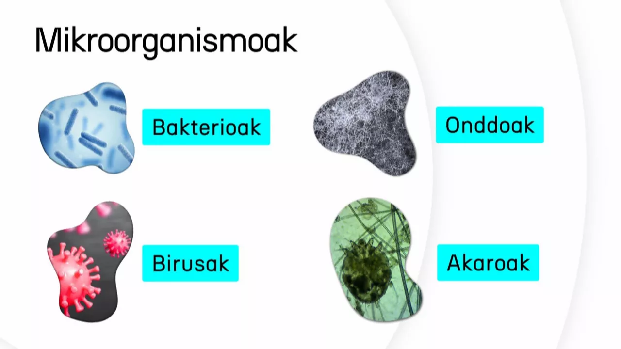 20240516181248_mikroorganismoak_