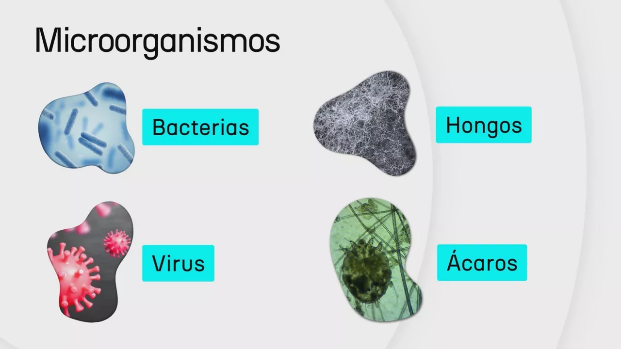 Microorganismos cas
