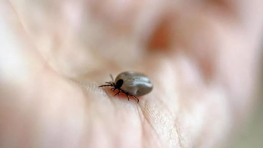 Plan específico de actuación y vigilancia contra las garrapatas
