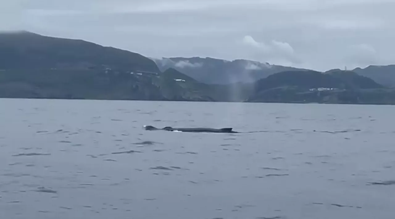 captura-imagen-video-ballena-santurtzi