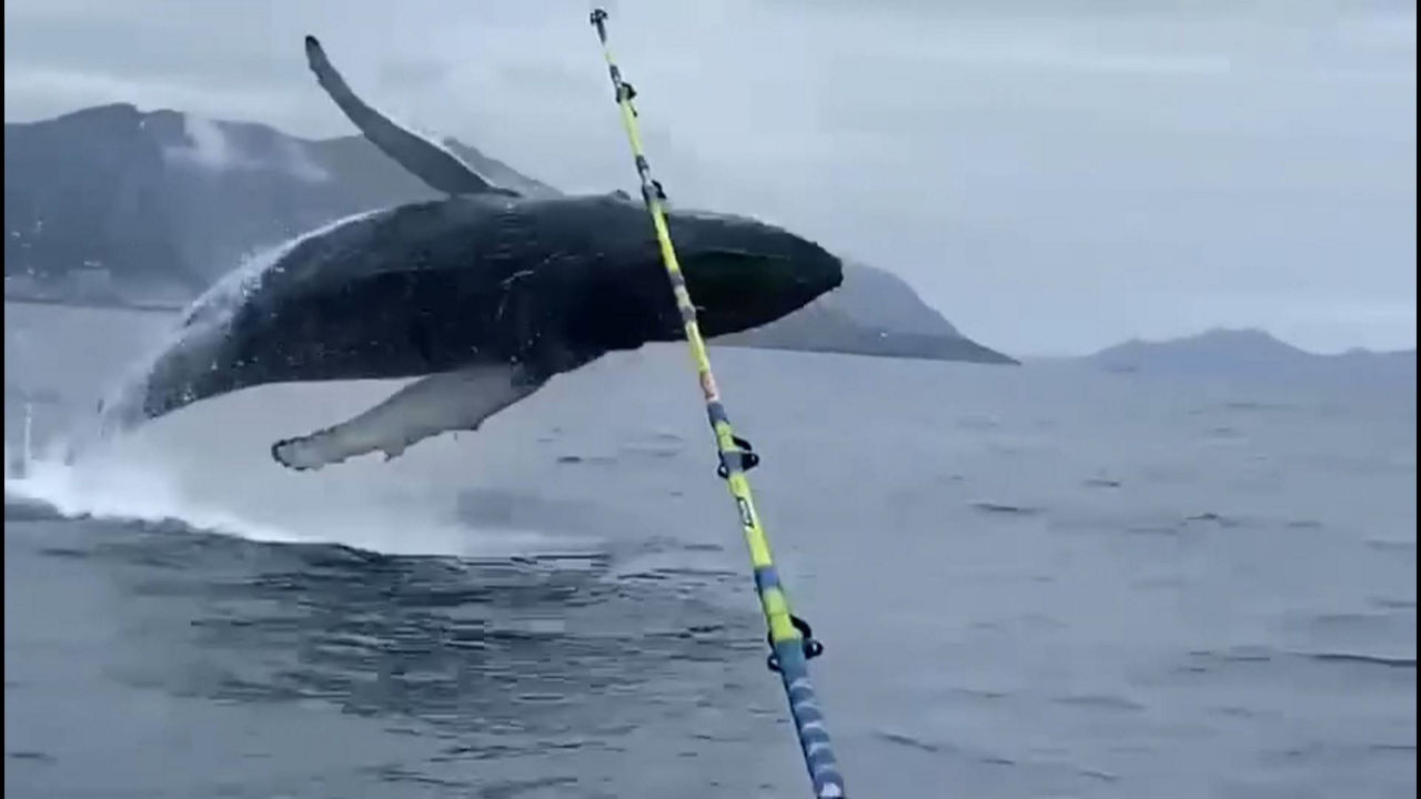 20240528091455_ballenas-jon-mikel-cortijo-verballenascom_