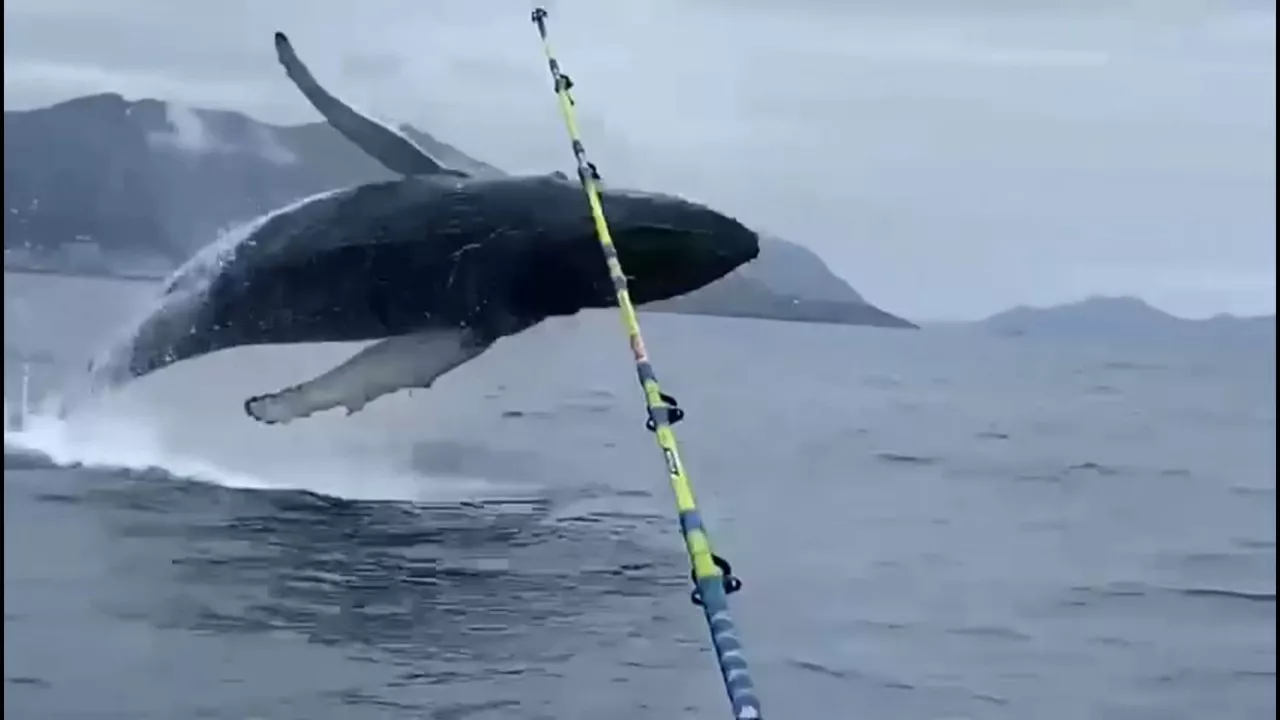 20240528091455_ballenas-jon-mikel-cortijo-verballenascom_