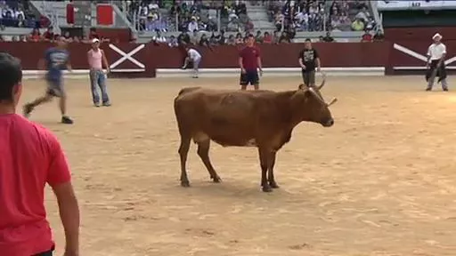 Vaquillas