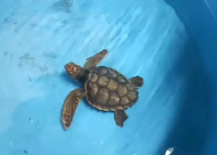 Una de las torugas que están cuando en al Aquarium