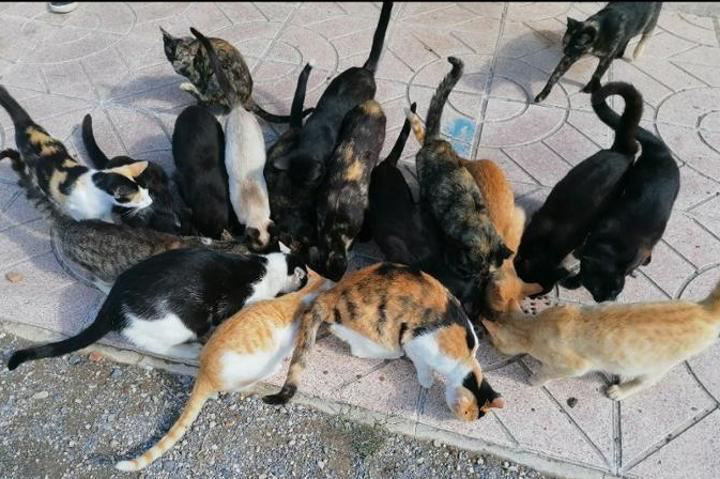 gatos abandonaod