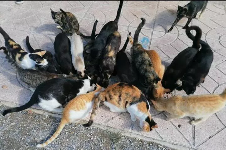 gatos abandonaod