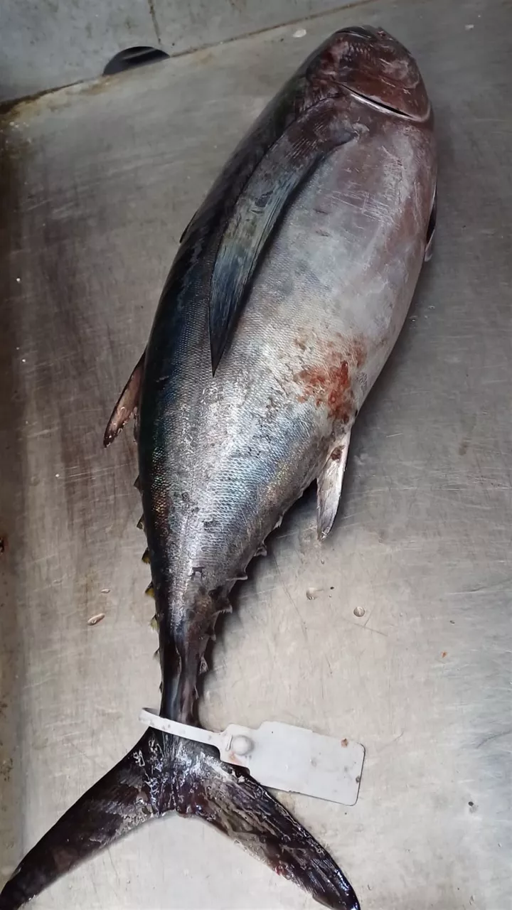 Los primeros ejemplares de bonito están llegando al golfo de Bizkaka.