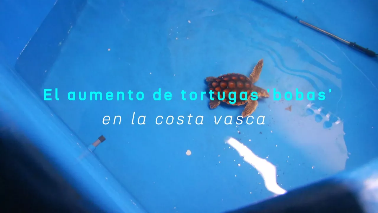20240611210529_tortugas_