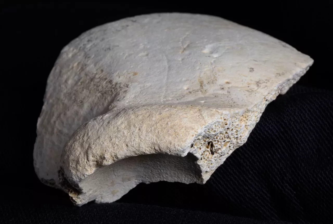 Karrantza Fragmento de hueso frontal de la Sima I de la cueva de El Polvori´n recuperado en 2022. Cre´ditos de la fotografi´a: Javier Trueba (Madrid Scientific Films).