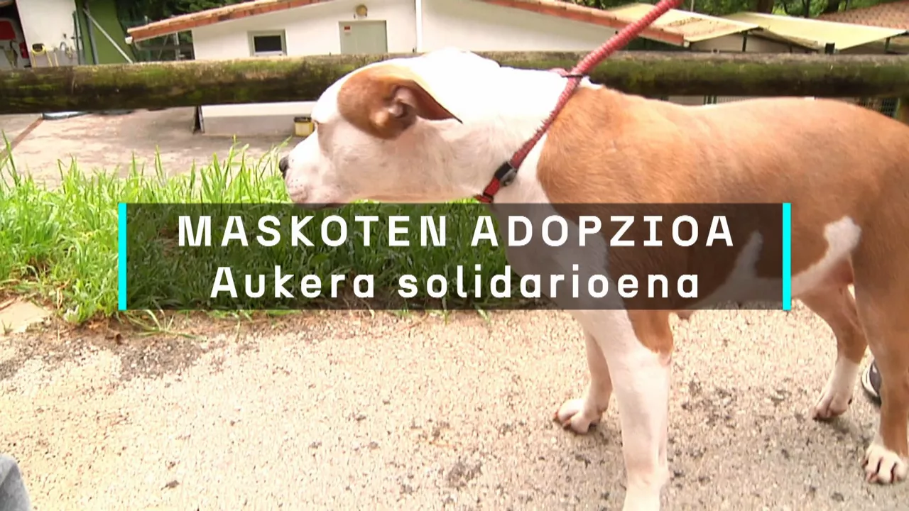 20240614102950_maskoten-adopzioa-gipuzkoan_