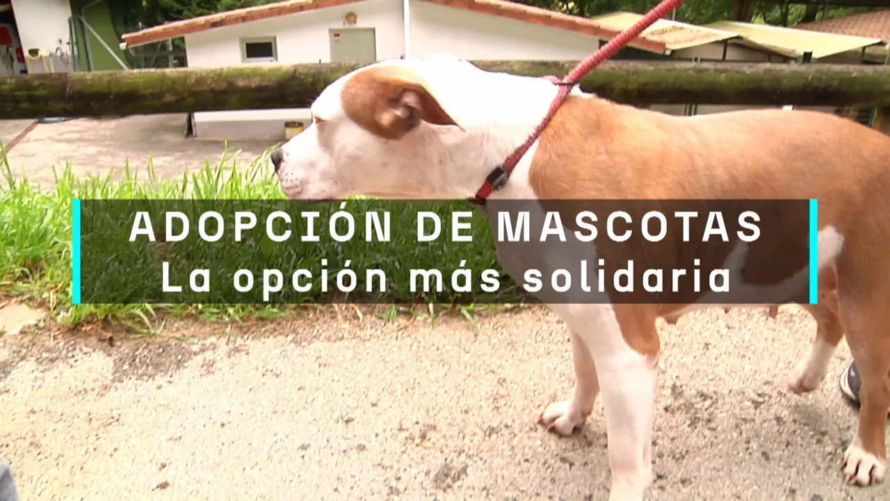 20240614105726_adopcion-de-mascotas_