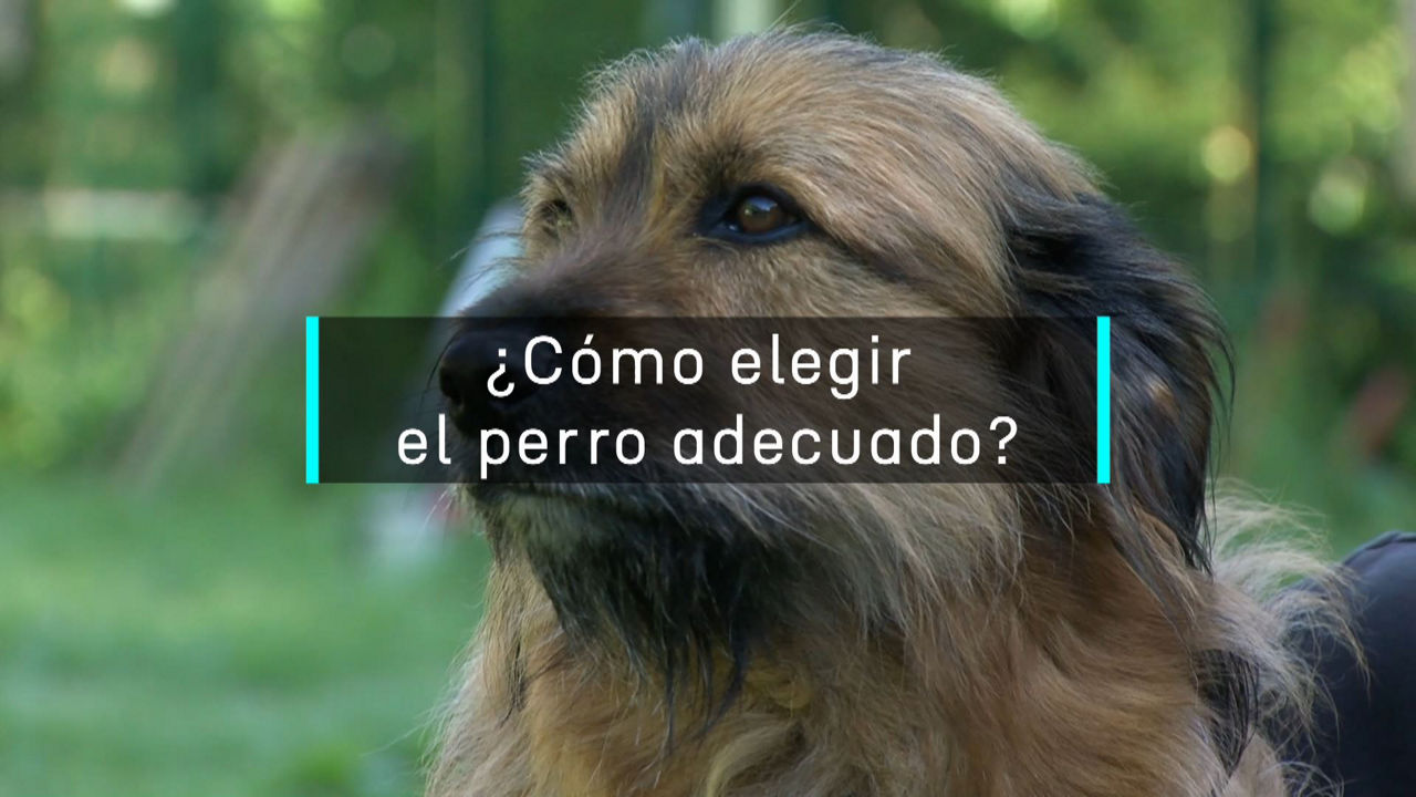 20240614142728_como-elegir-perro-adecuado_