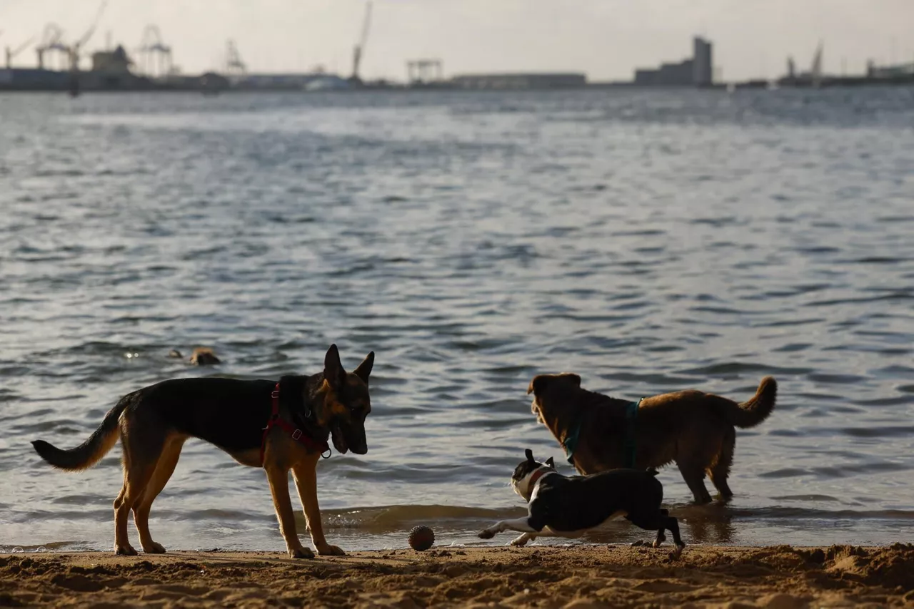 Cuidados específicos para perros en temporadas de calor.