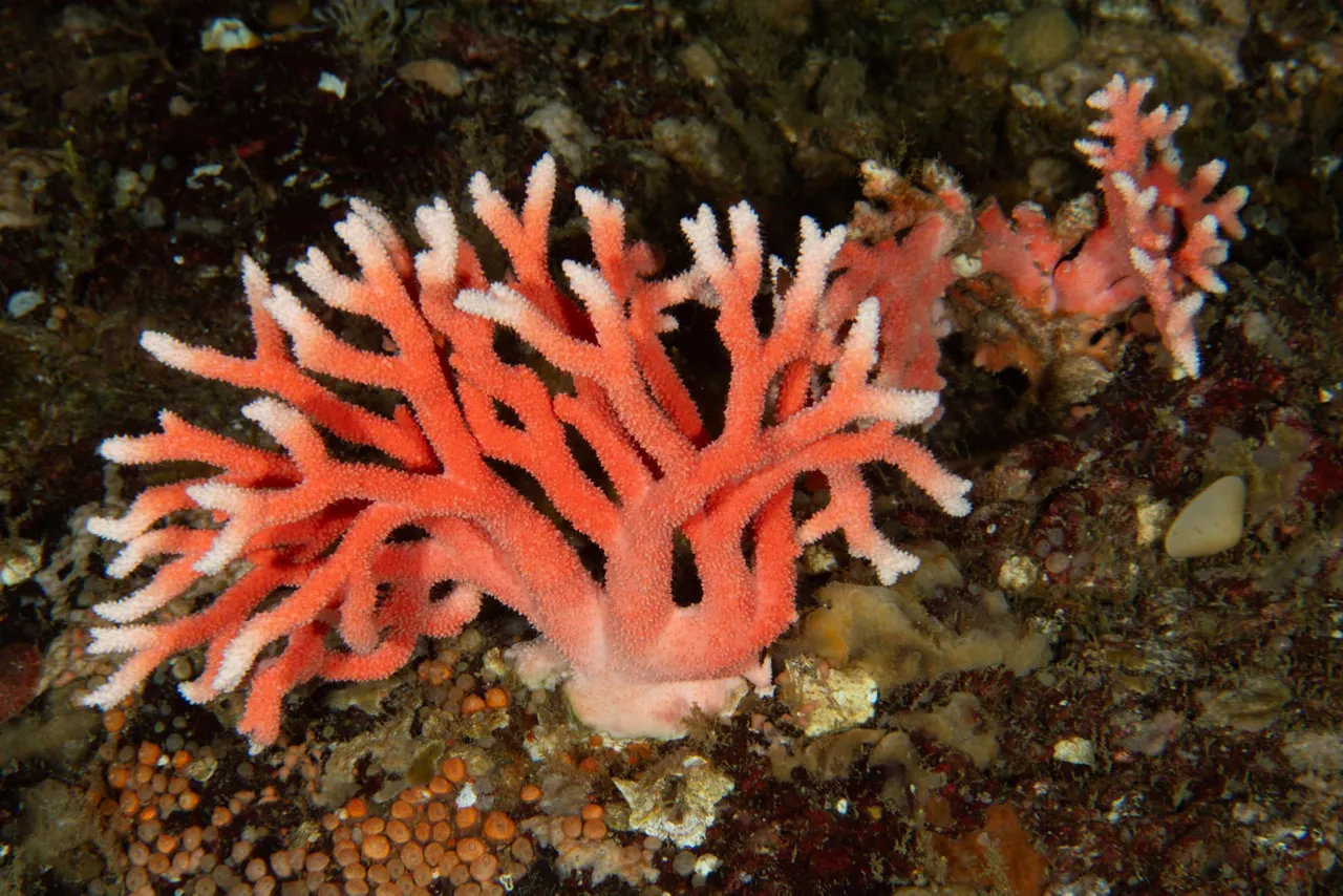 coral chile efe