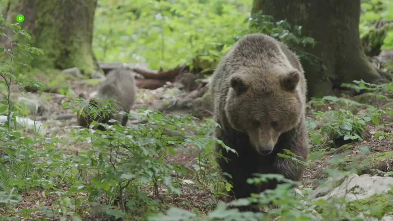 natura-bizia-filma-hartza