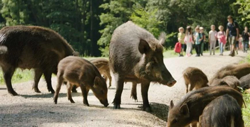 Sobrepoblación de jabalíes en el Parque Natural de Urbasa