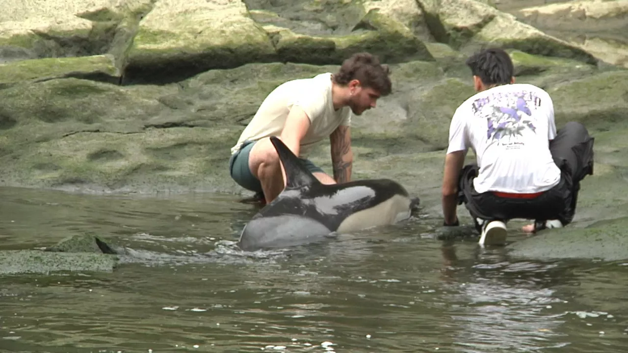 20240715193035_delfin-bilbao_
