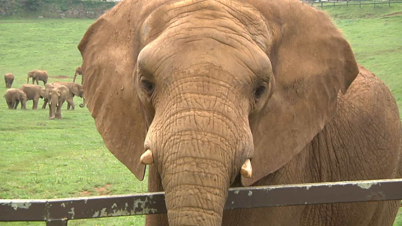 20240720175909_elefante-africano_