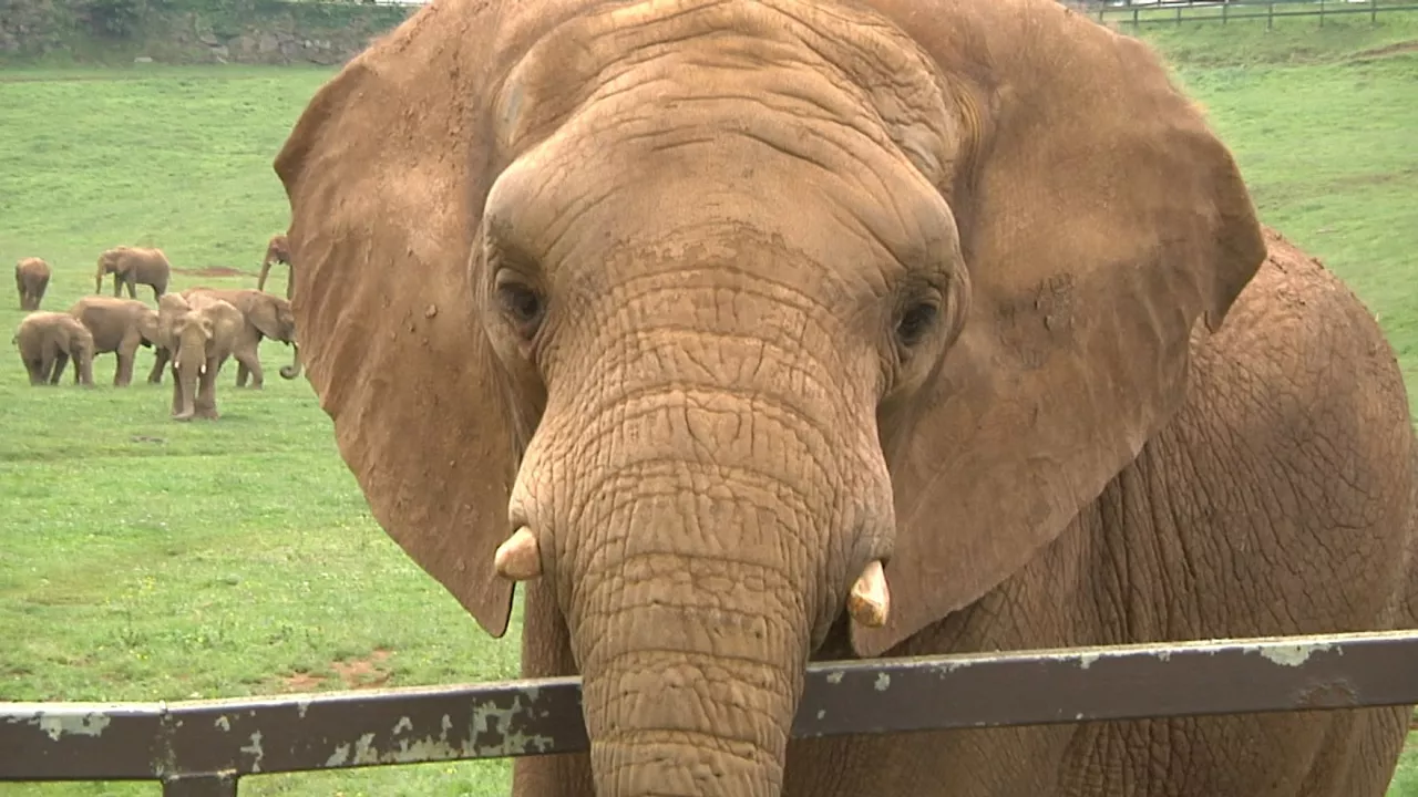 20240720175909_elefante-africano_