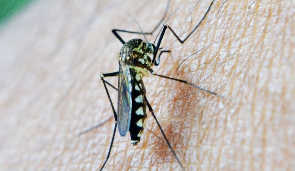 Mosquito portador
