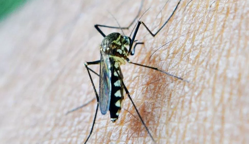 Mosquito portador