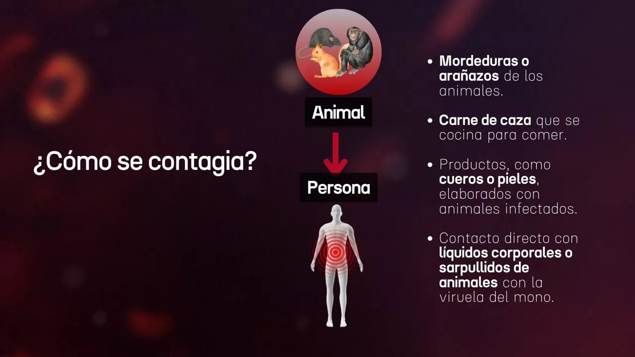 viruela mon contagio animal persona cast