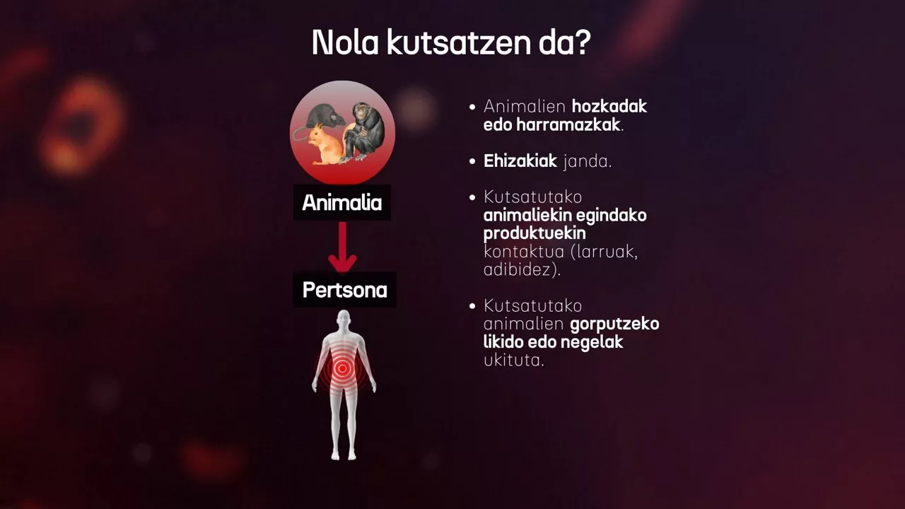 Kutsadura animalia pertsona tximino baztanga 