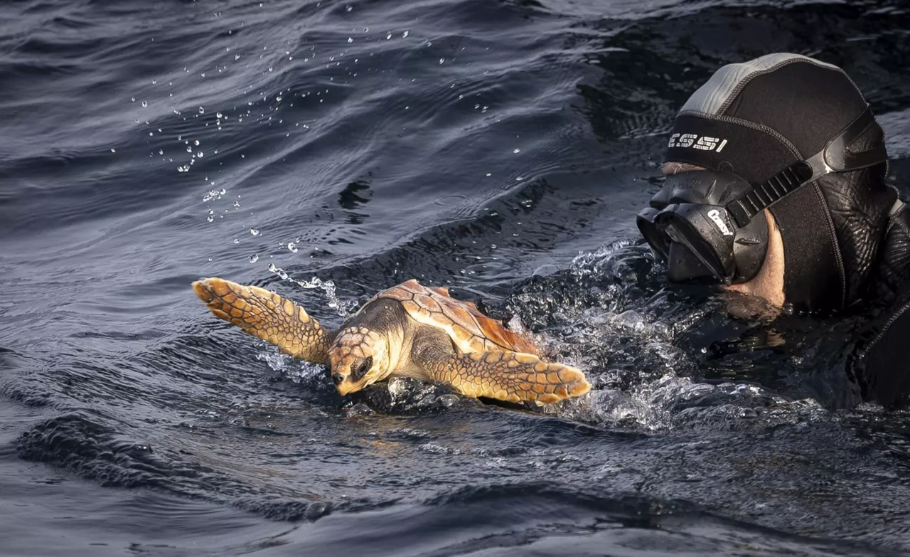 Tres tortugas bobas emprenden su vuelta a casa desde Donostia.
