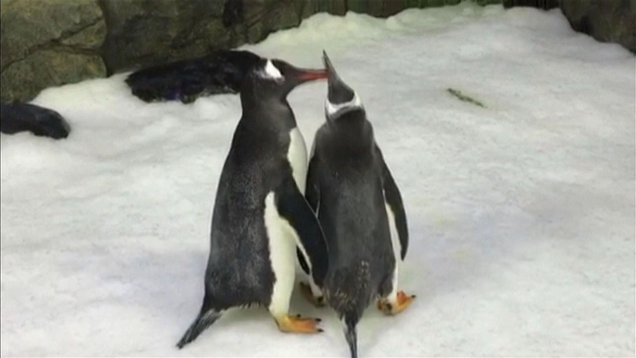 20240822210633_pinguino_