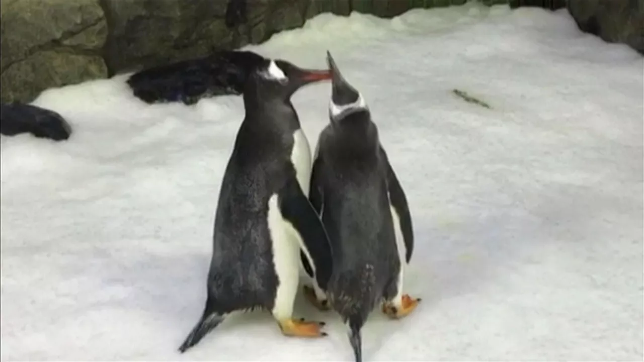 20240822210633_pinguino_