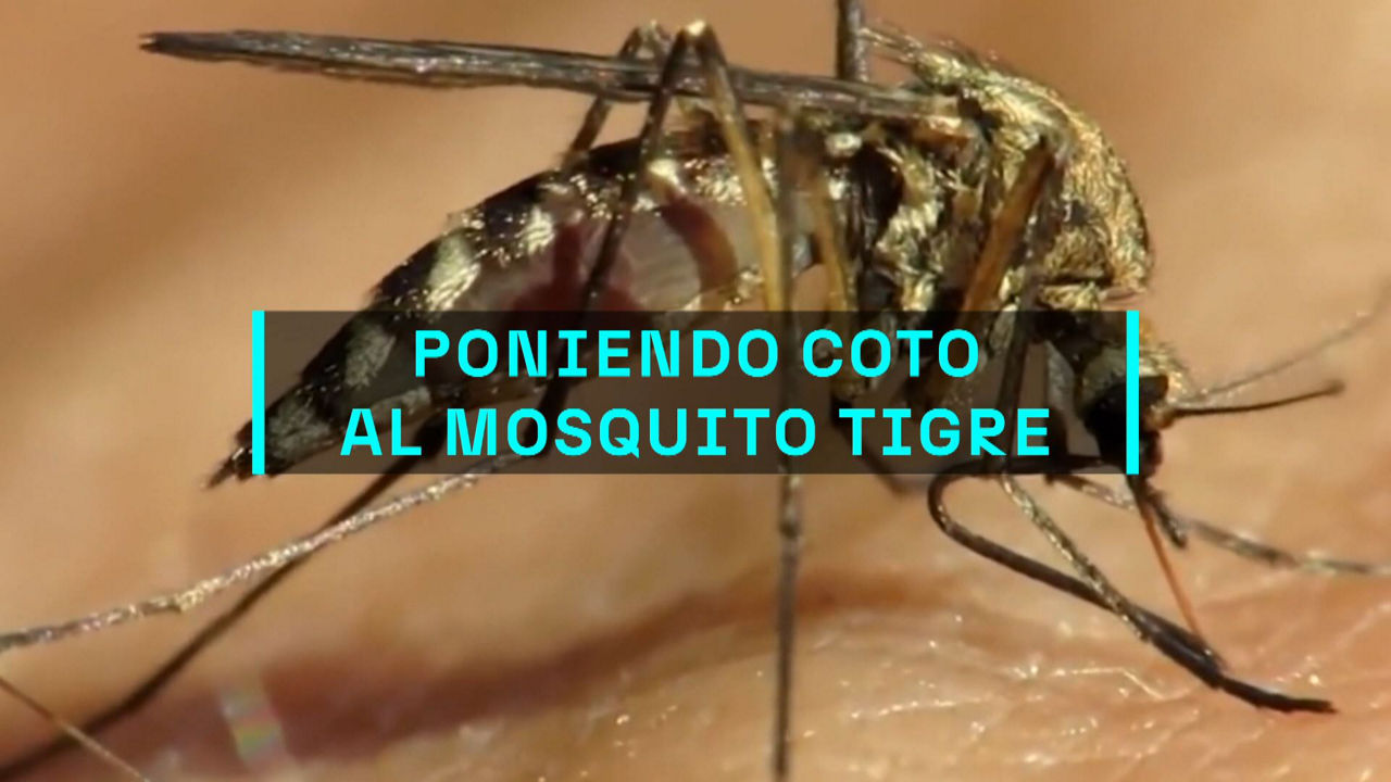 20240826124234_tigre_