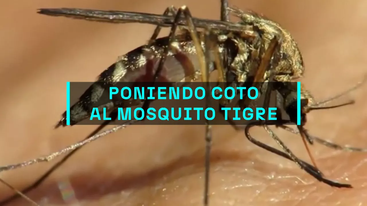20240826124234_tigre_