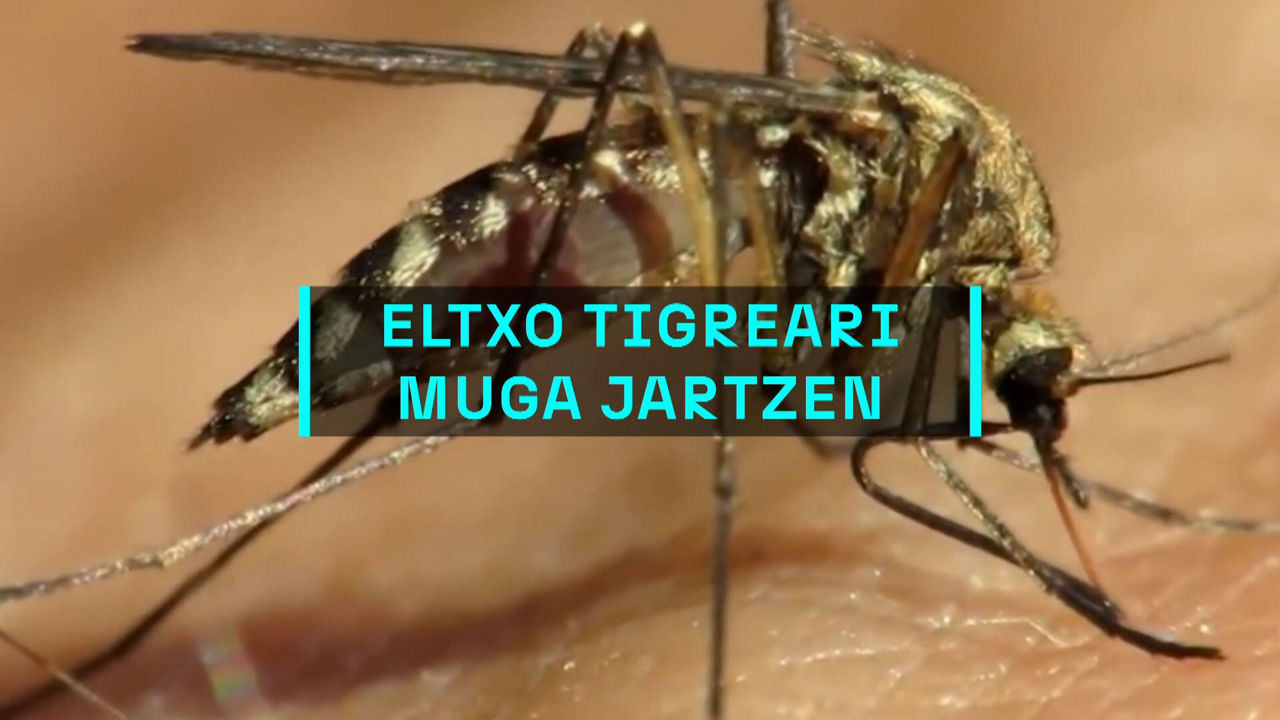 20240826124631_tigre_