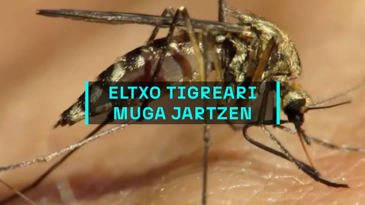 20240826124631_tigre_