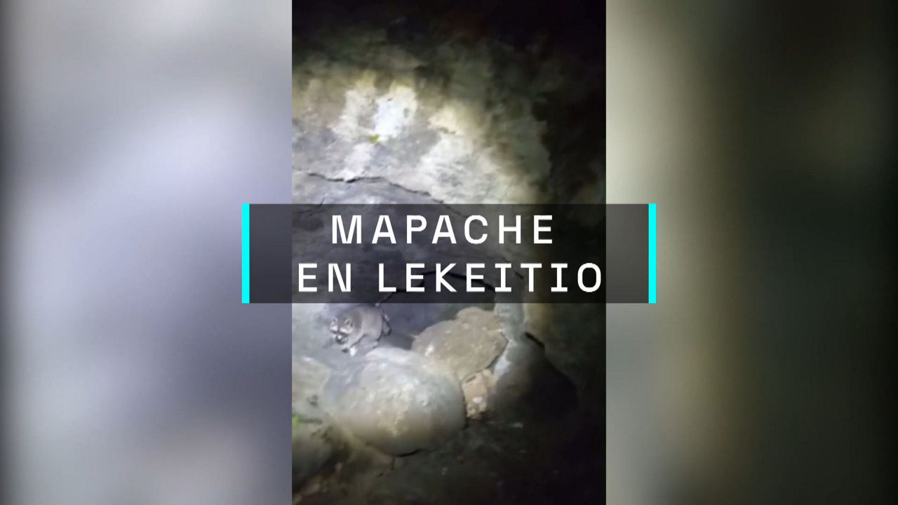 20240909211010_mapache-gazt_
