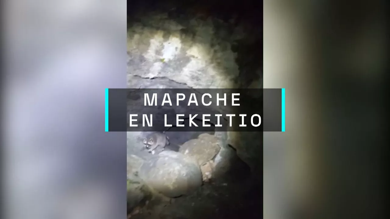 20240909211010_mapache-gazt_