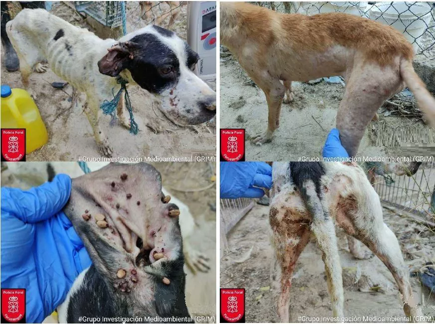 animales-maltrato-lodosa