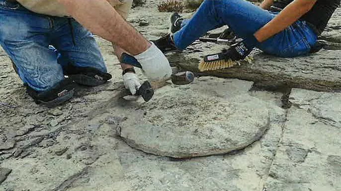 Ammonite-Araba-2-ForuAldundia
