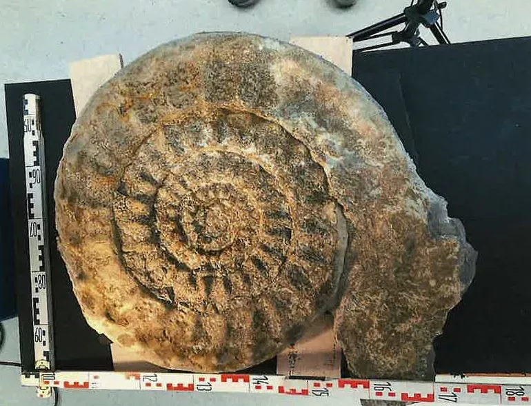 Ammonite-Araba-ForuAldundia