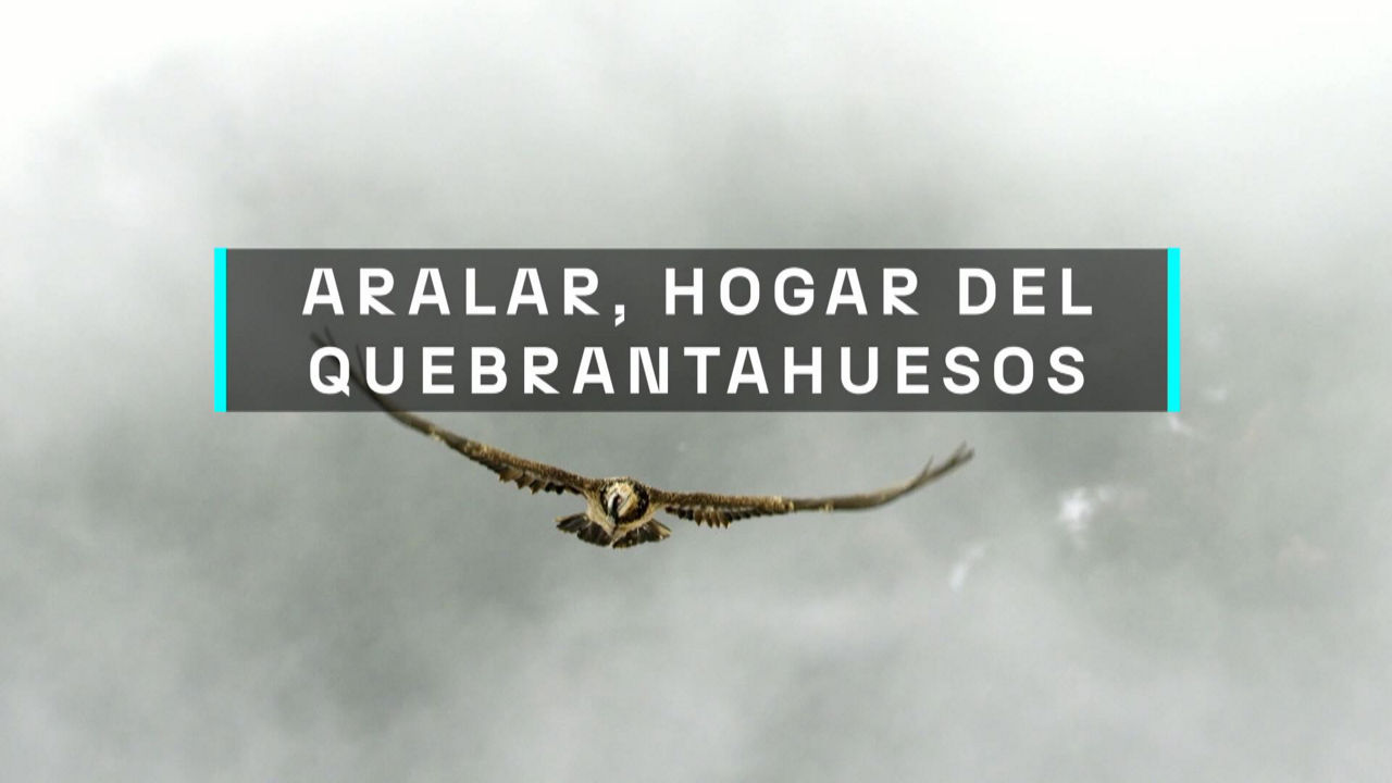 20240916192047_aralar-hogar-del-quebrantahuesos_