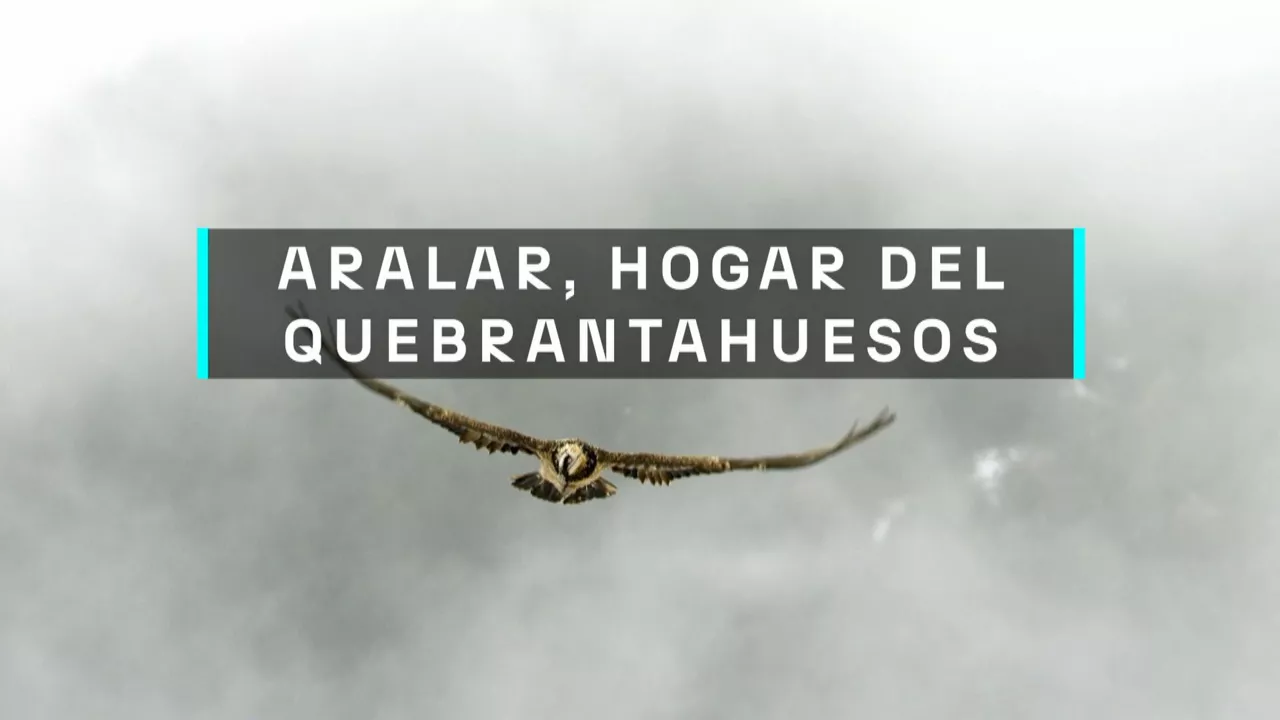 20240916192047_aralar-hogar-del-quebrantahuesos_