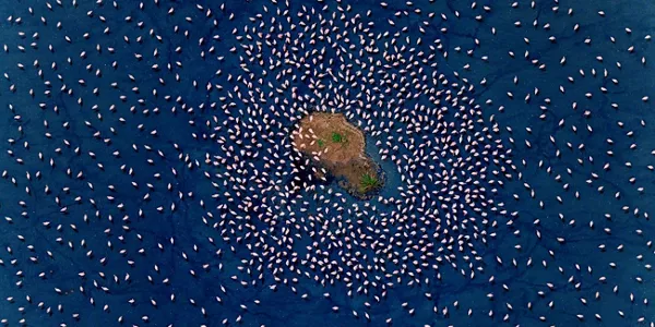 Realm of the flamingo. Paul Mckenzie
